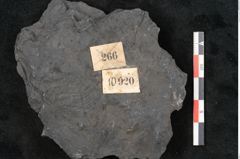 Foto (Detailansicht) von Callipteris sp.  (NHMW-GEO-2024-0188-10920)